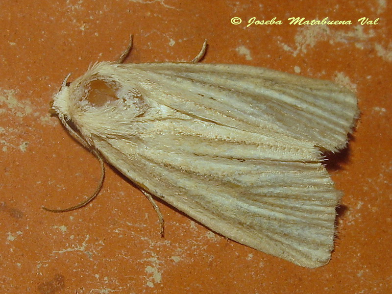 Photedes dulcis - Noctuidae